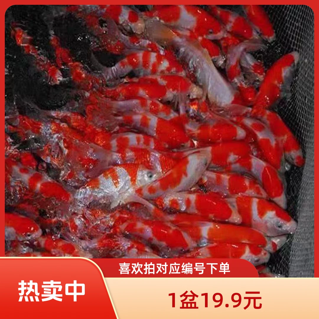 401-500纯种红白三色黄金招财观赏鱼精品锦鲤活鱼公园庭院锦鲤鱼