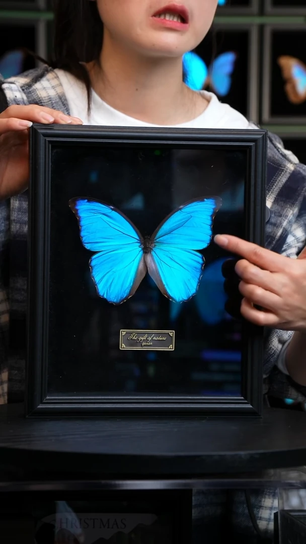 大蓝闪蝶黑绒底版10寸欧式框（带证书）