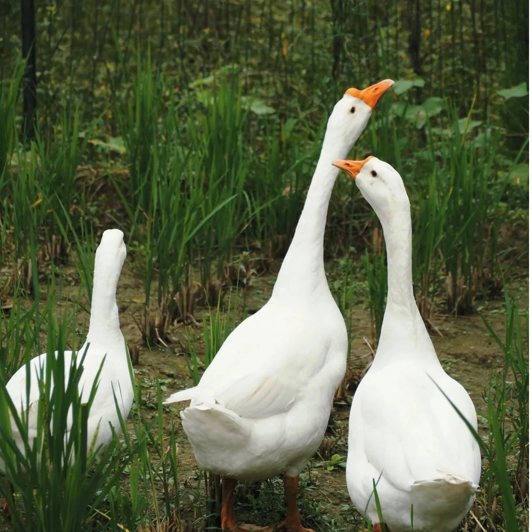 【到手五斤】农家散养大白鹅生鲜鹅顺丰冷链发货