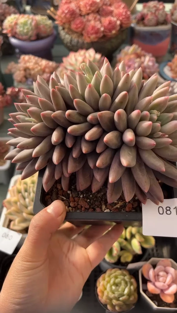 081三头水晶球多肉