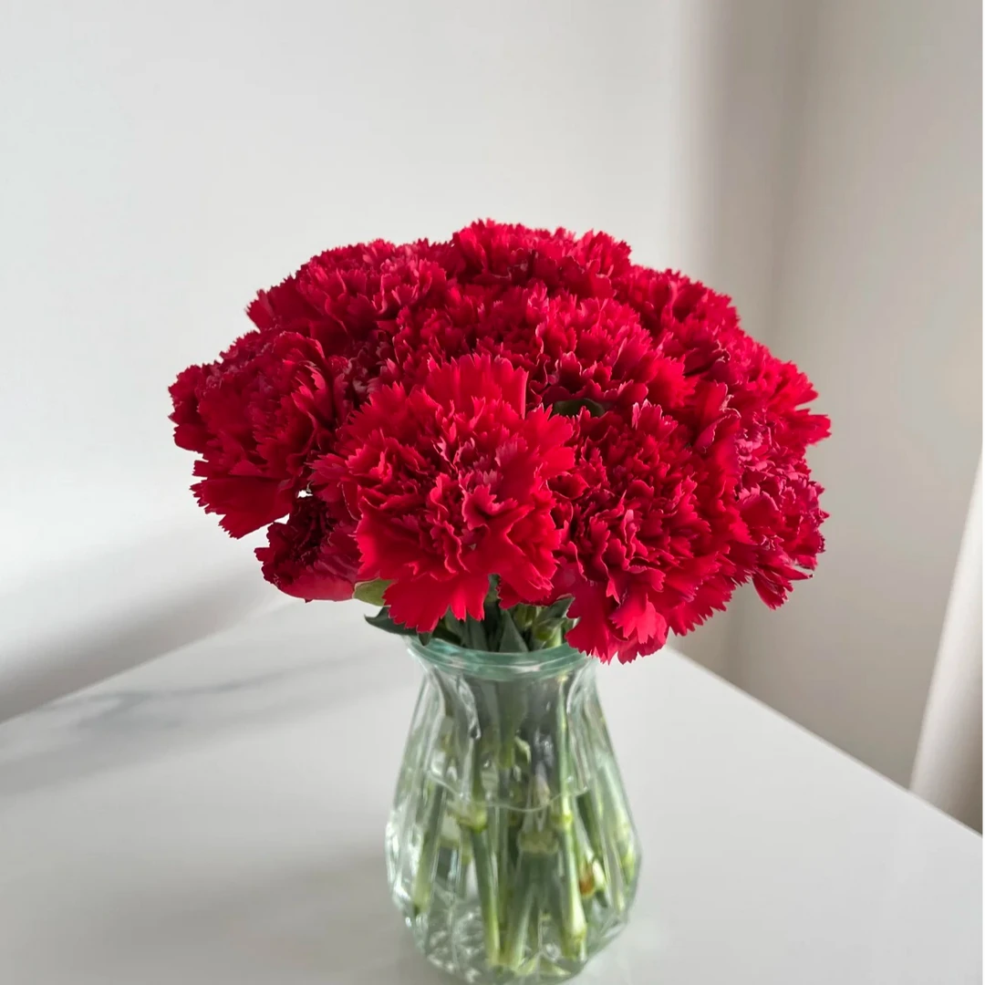 M【红色康乃馨10枝50CM】-鸿运当头