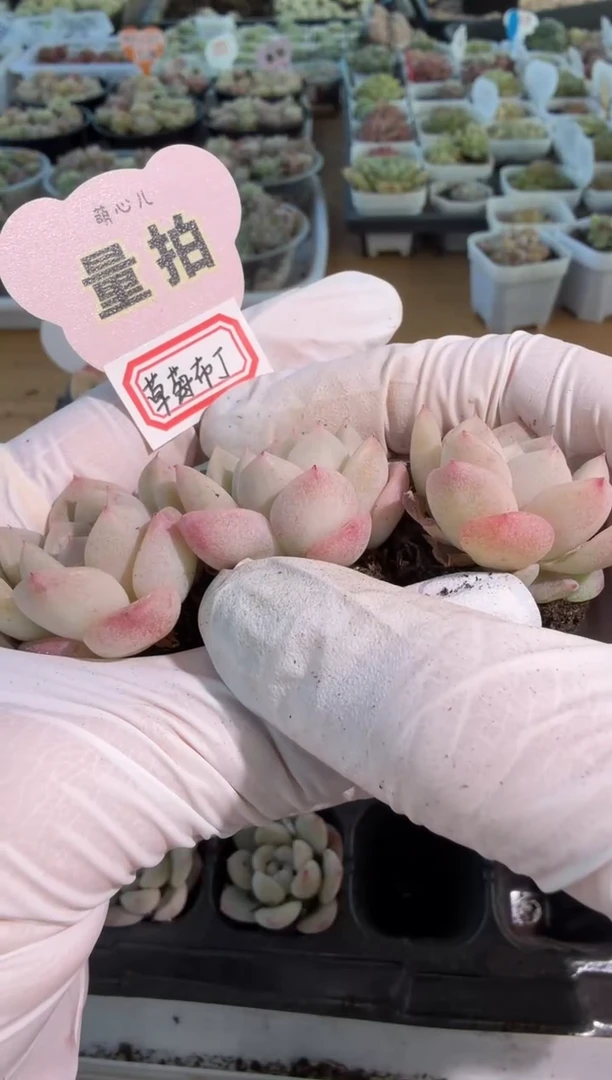 草莓布丁单双混 3颗量拍混发