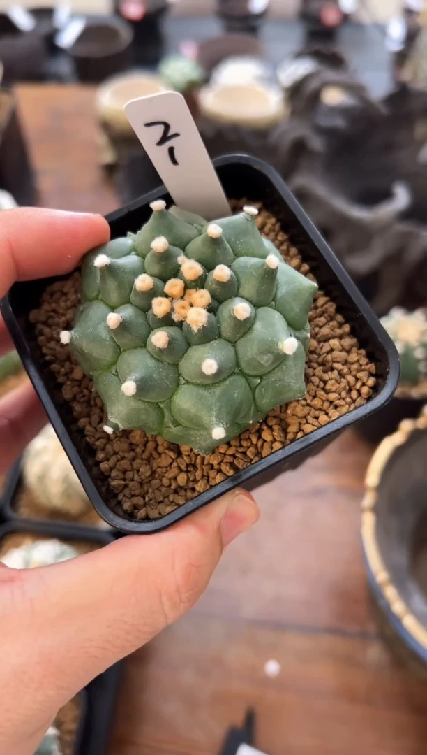 ?****^实生根星兜仙人球编码21
