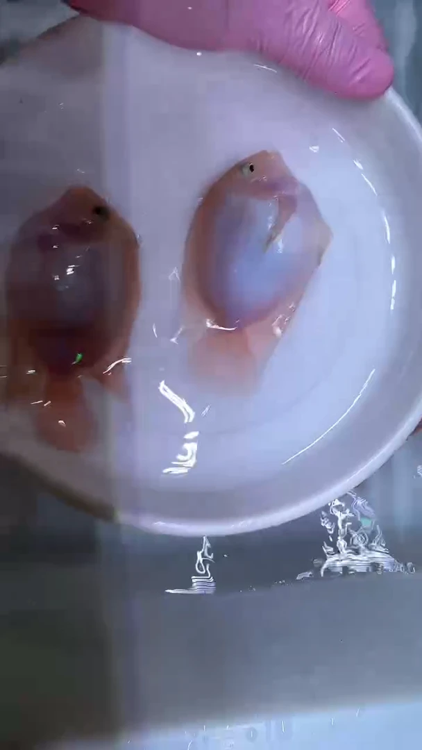 鹦鹉鱼胭脂粉2条公