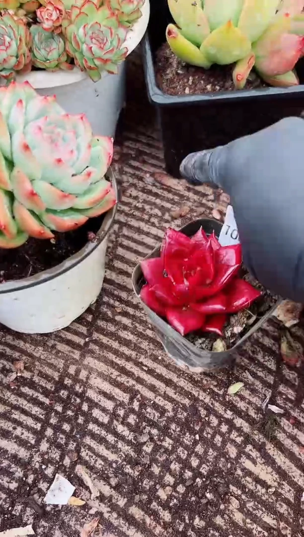 ?****✌?多肉植物一物一拍10036