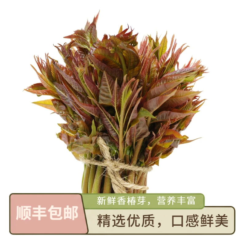 【顺丰包邮】新鲜蔬菜香椿香椿芽85g/份当季时令蔬菜