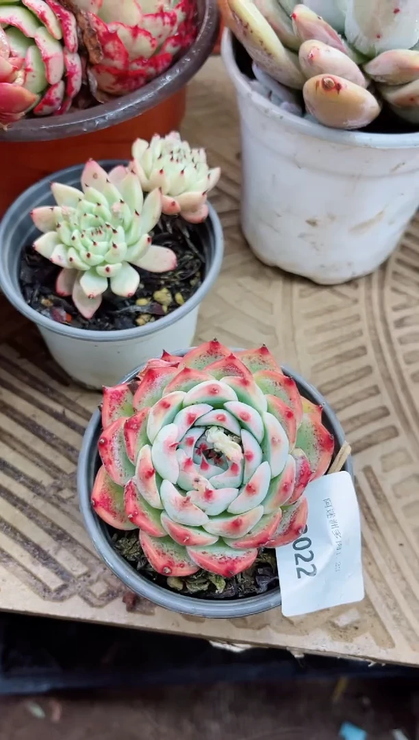 【闪购商品】23022