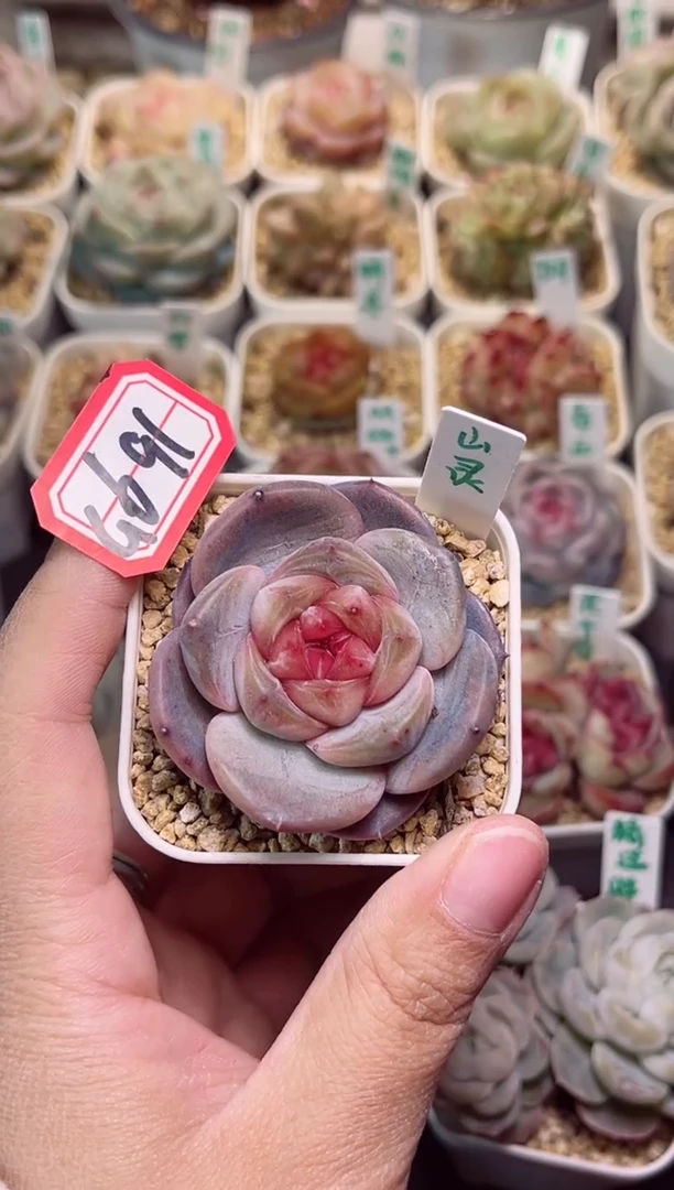 【闪购商品】G691闪灵一物一拍