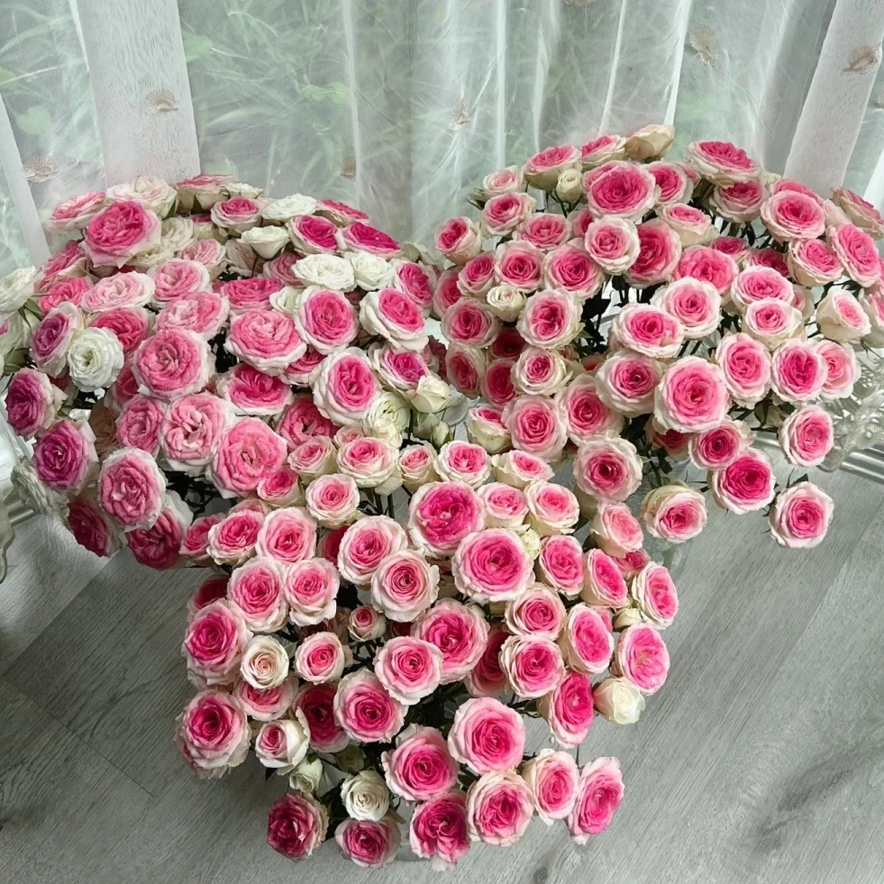 【午夜魔法】粉色超稀有高品质玫瑰云南基地直发一单包邮 鲜切玫瑰