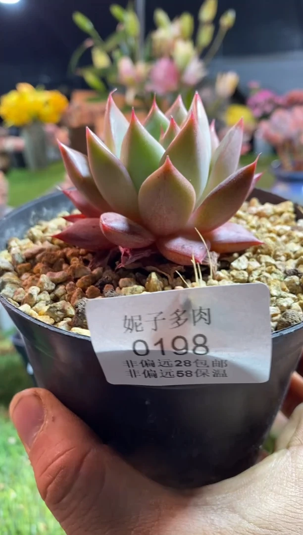 【闪购商品】0198aaaaa