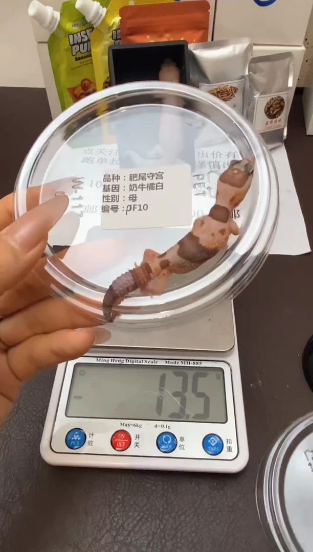 肥尾守宫Scale Tail 爬宠PF10