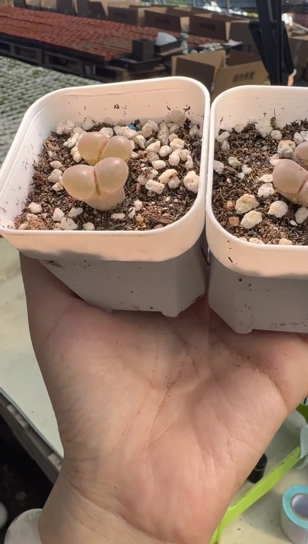 哒****文7-44多肉植物肉锥