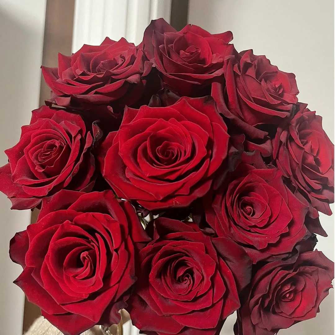 【新疆鲜花】B级探险家玫瑰一扎10支（8支+2支售后）