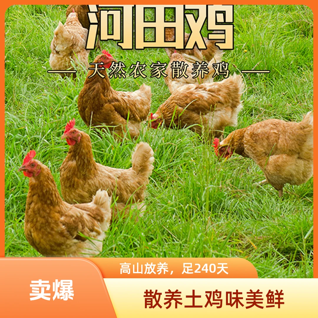 土鸡散养跑山鸡河田鸡足400天高山散养阉鸡农家散养走地鸡玉米鸡