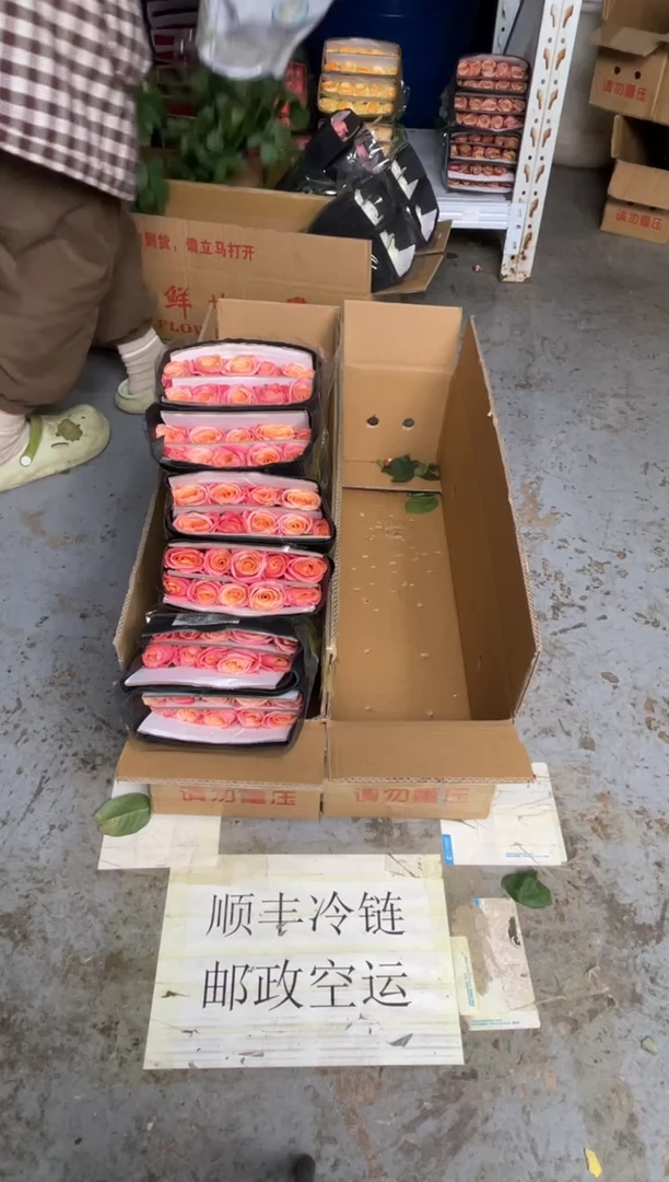 朱小姐3扎