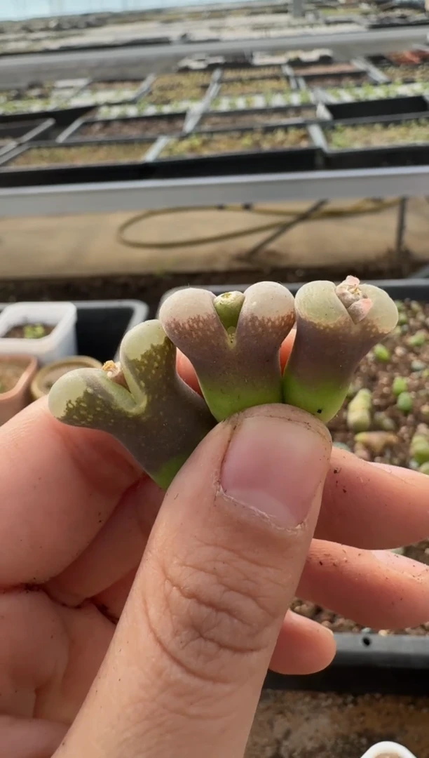 【闪购商品】7-381