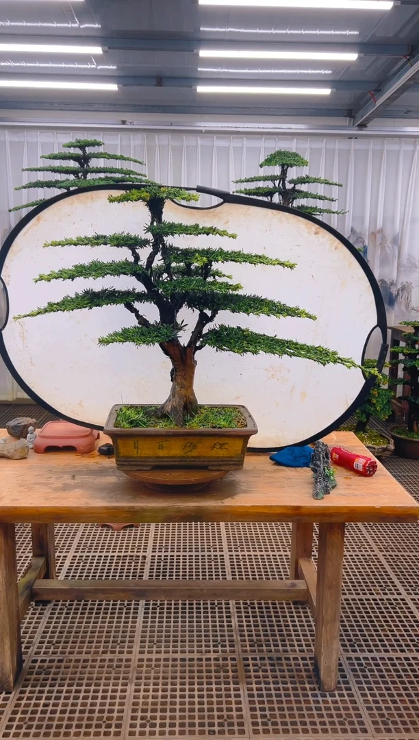 无花朵诚***下精品盆景直播间一物一拍