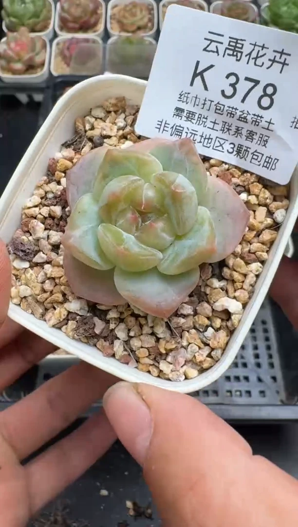 378K云禹多肉植物 带盆土纸巾打包 当天拍3颗包邮