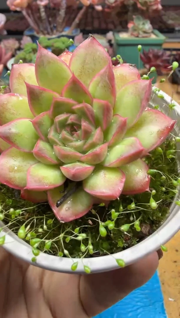 东云多肉园二店-588