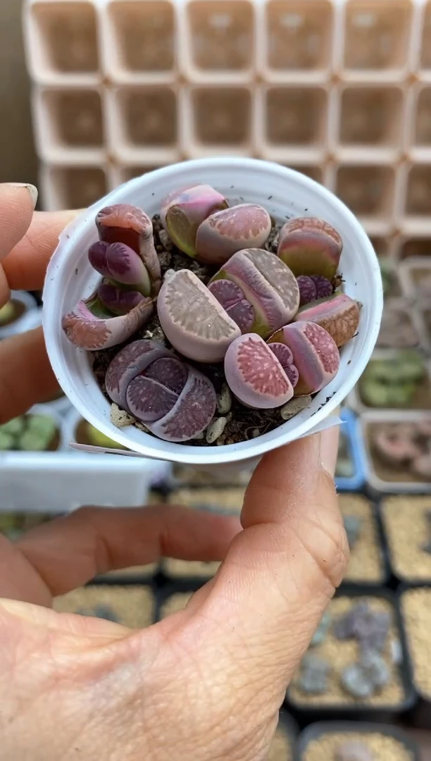 【闪购商品】7448直播间一物一拍链接