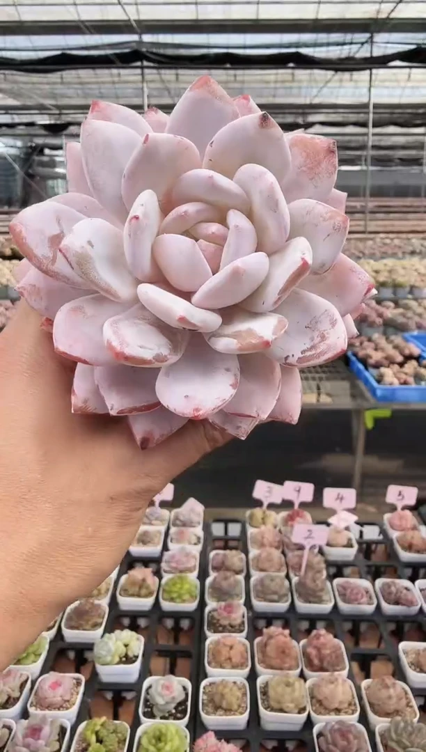 东云多肉园新款-268（脱土发）