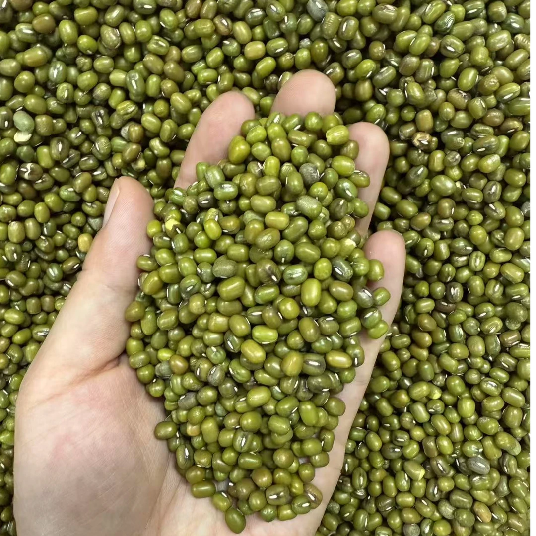 绿豆可熬汤煮粥解暑营养颗粒饱满