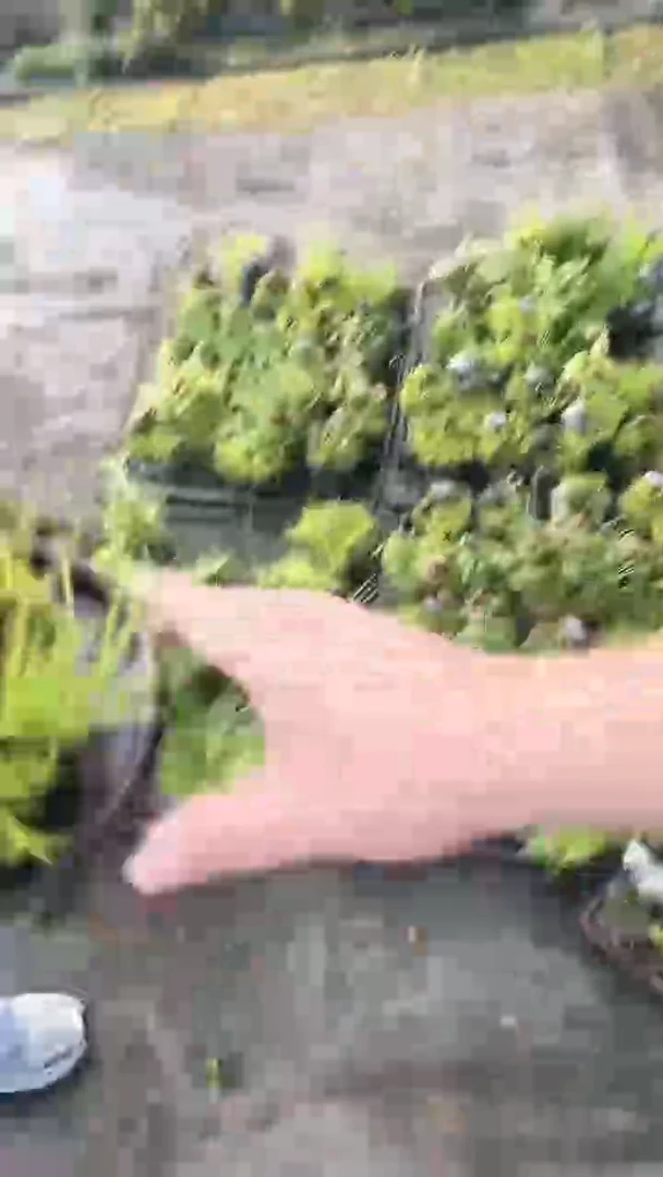 无花朵附石菖蒲 盆景 福利 清