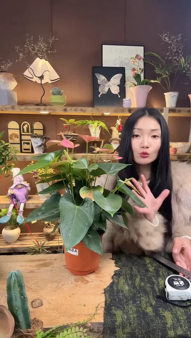 无花朵541粉掌育苗盆福利款
