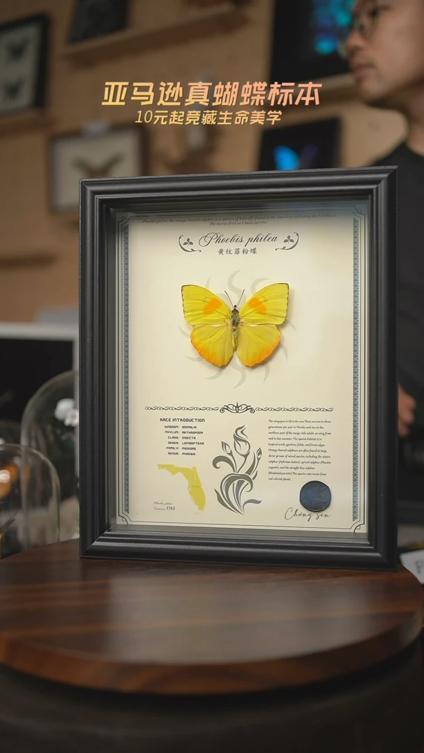 有机玻璃黄纹菲粉蝶相框