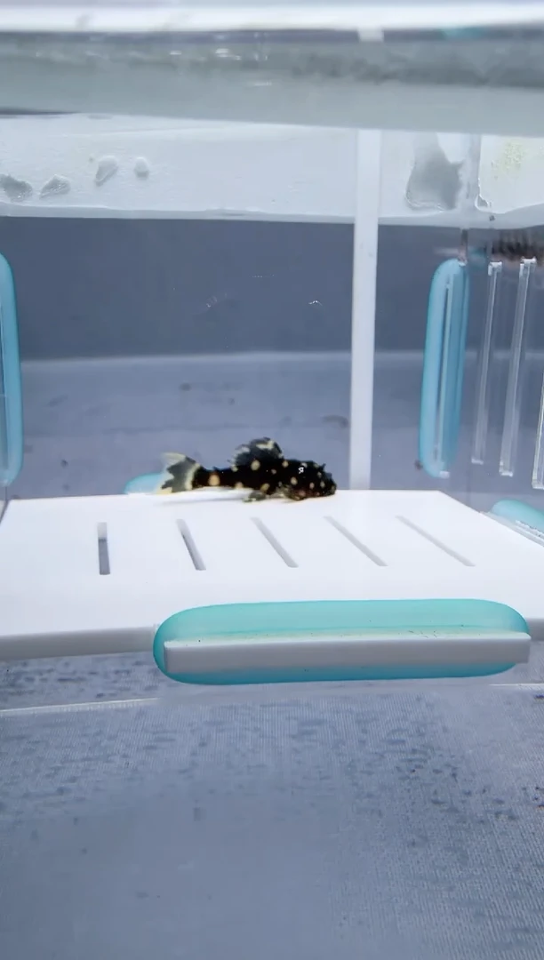 清道夫3+不包入缸损85