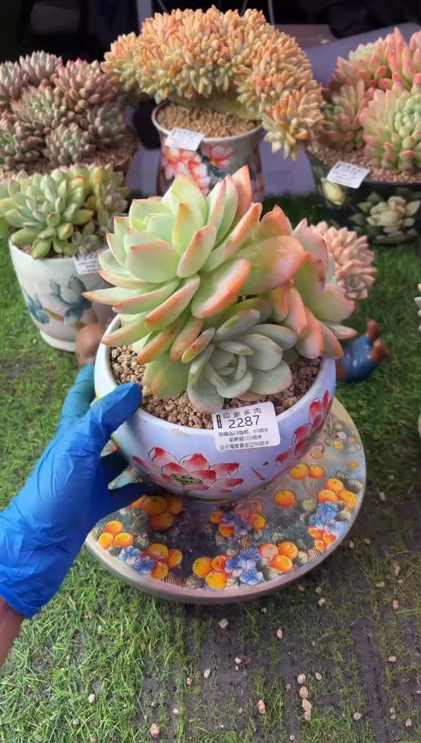 昆明印象多肉2287