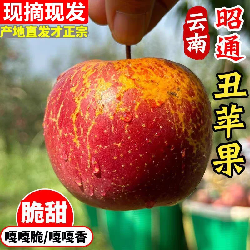 正宗云南昭通丑苹果冰糖心新鲜脆甜多汁现摘现发当季