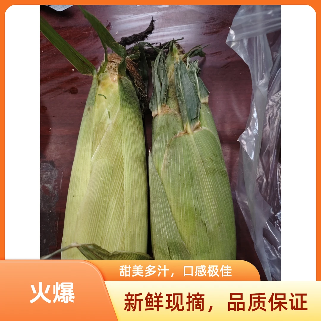 كۆكباش 玉米（1kg)