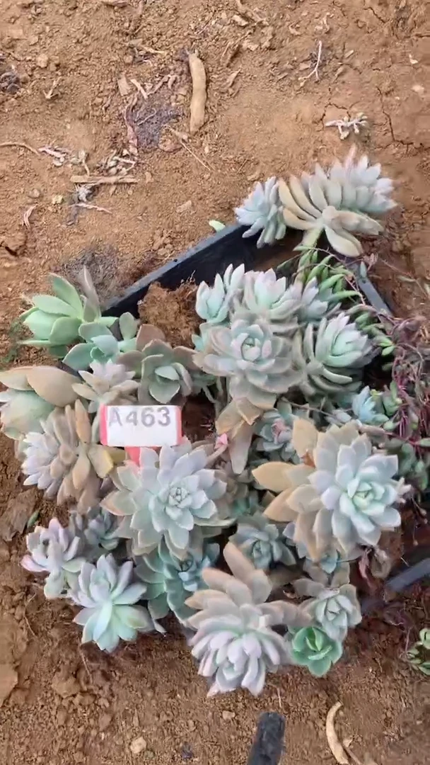 A463闪购清风花木兰多肉组合脱土发货