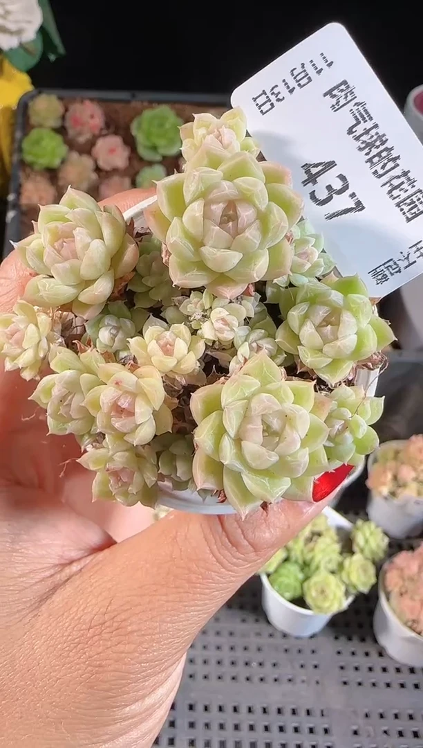 1113-437群生不包整