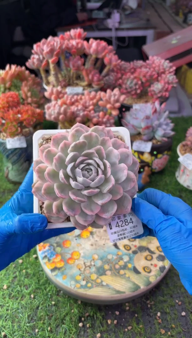 昆明印象多肉4284