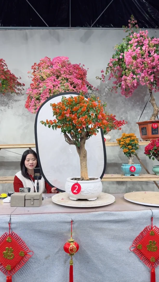 【闪购商品】盆景爱马仕橙