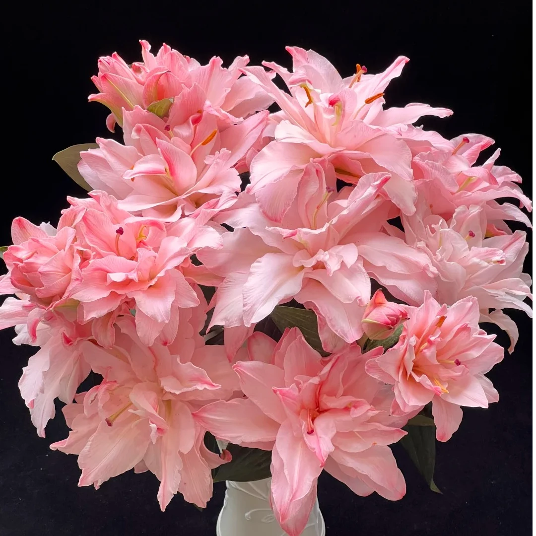 AA级重瓣百合-布朗尼，一单中通包邮，两单升级顺丰冷链包邮