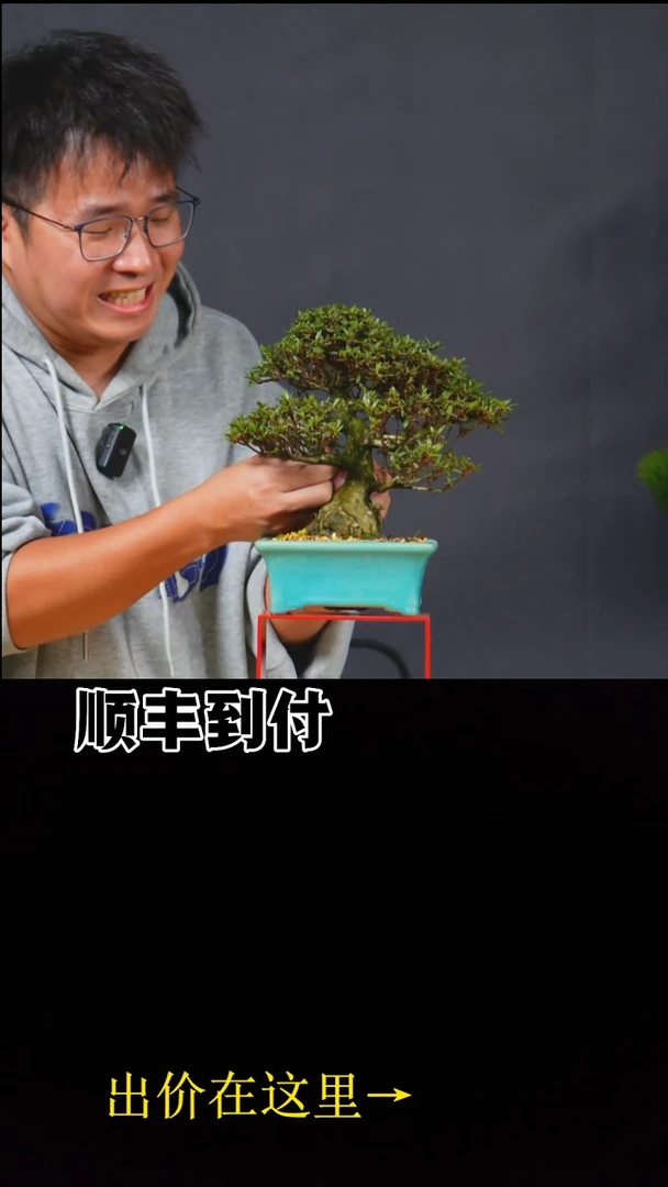 以实际为准白琳之光杜鹃bubaoyou
