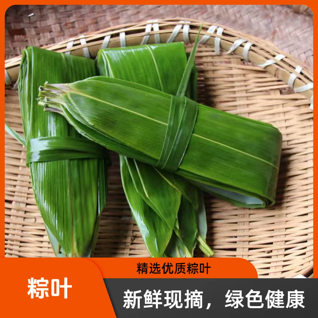 【到手100片】新鲜大粽叶传统节日 现摘发货真空包装MM
