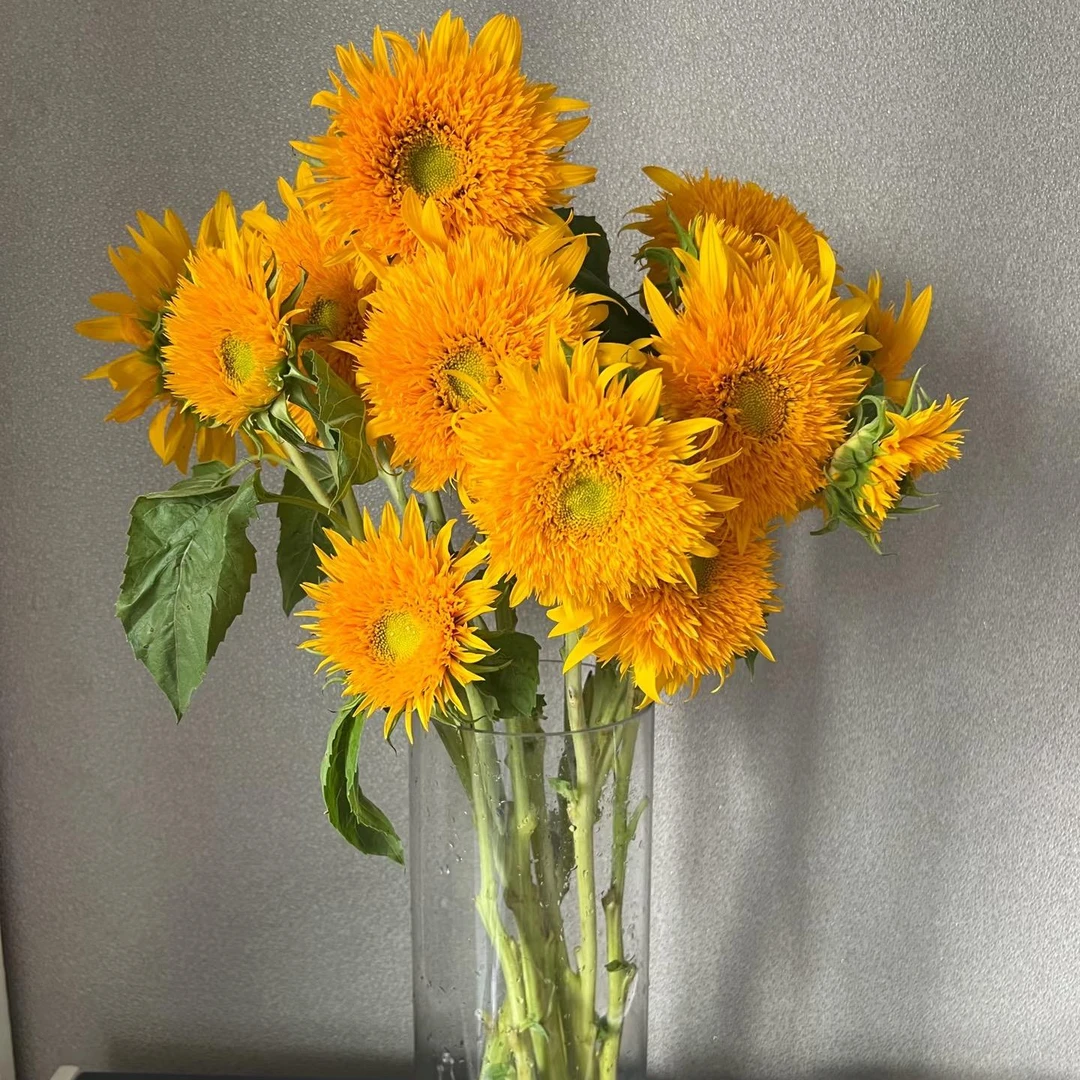 （牛牛甄选）A级泰迪向日葵 云南基地现采现发 一单也包邮