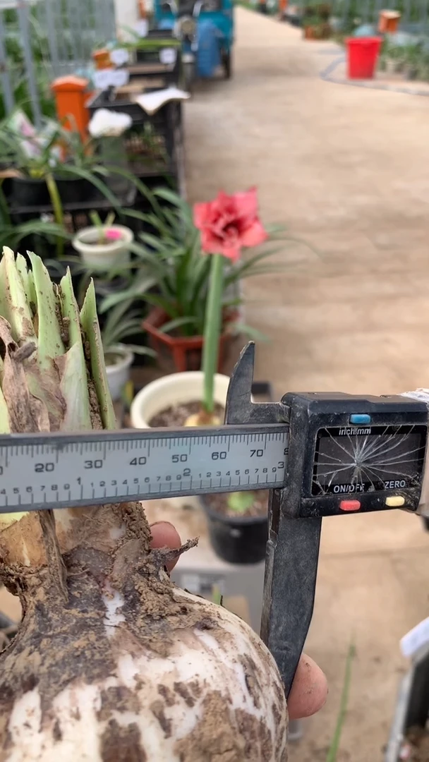 当前无花栽培后可以开花蓝色蜂鸟7cm+