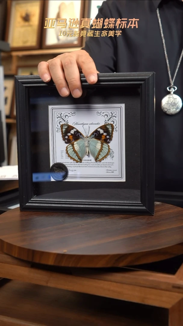 白斑迷蛱蝶反面7寸欧式方框