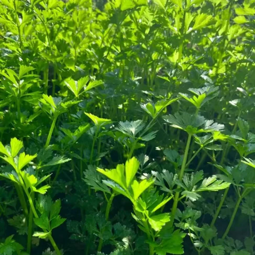 东北黑土地自种大叶芹菜【三斤】全家都爱现割带泥
