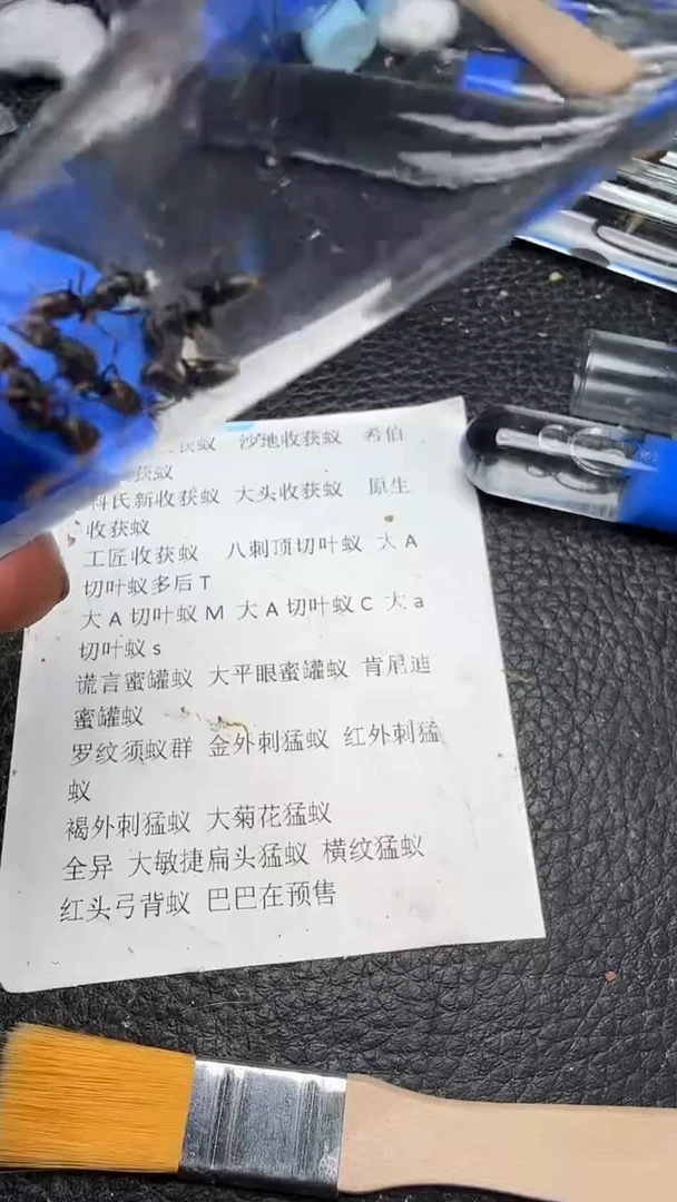 蚂蚁工坊5后横纹16.8