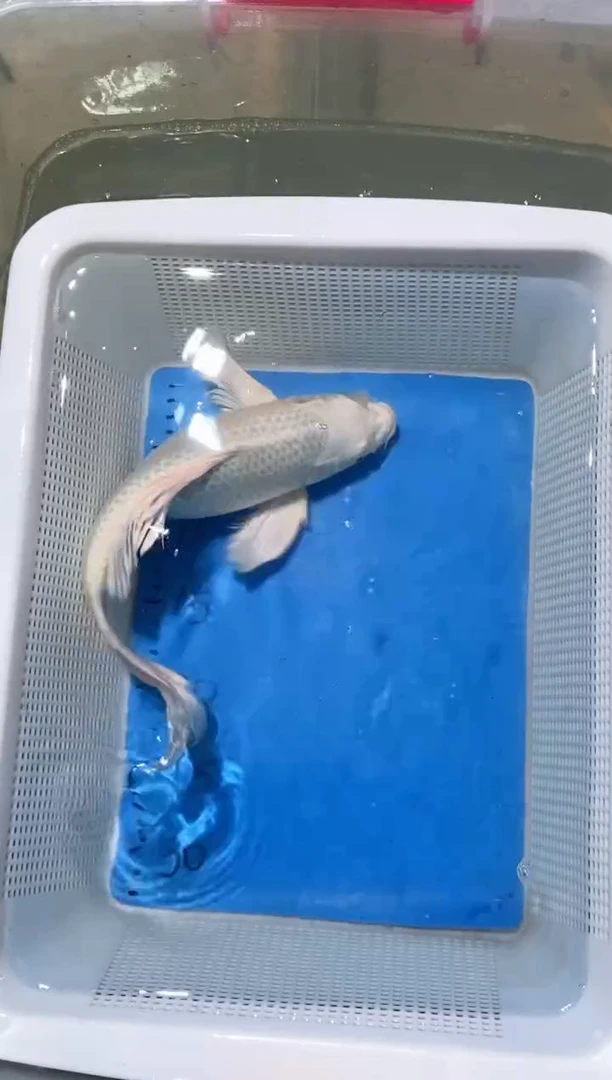 锦鲤锦鲤蝴蝶鲤鱼拍开箱视频包售后