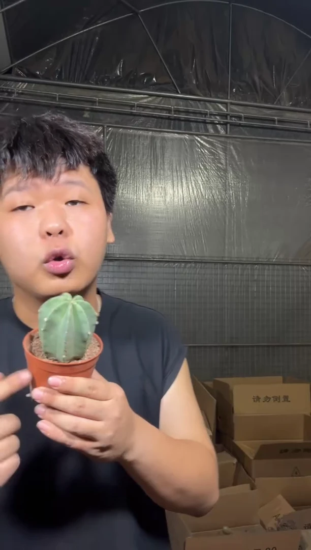 2颗 单头 微刺虾【实生根】