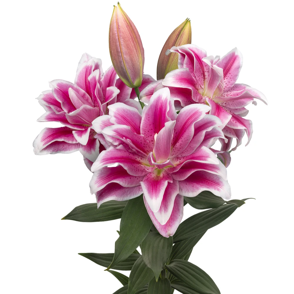 【奥林匹亚】19/21 重瓣百合香水百合种球种植进口种球栽种鲜花种球