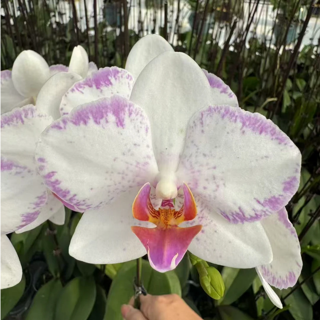 【羽睫】4.5寸杯蝴蝶兰苗新品