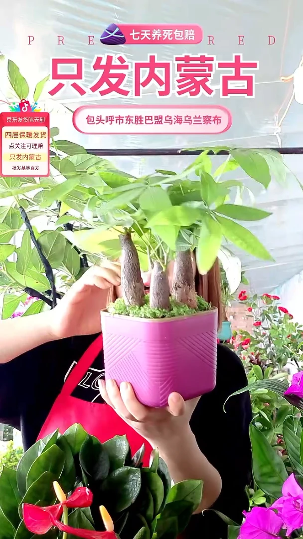 完全开放水培四杆发财树